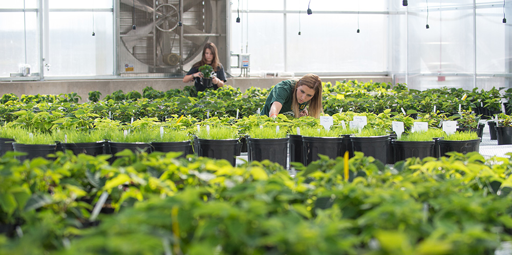 Two students working in an Agricultural Sciences greenhouse.